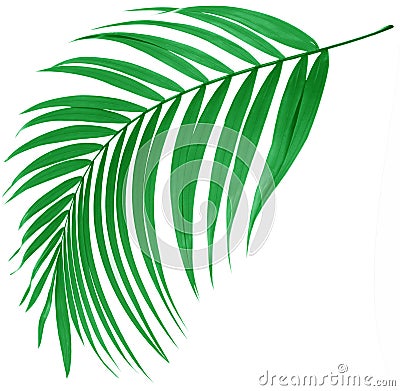 Green leaf of palm tree Stock Photo