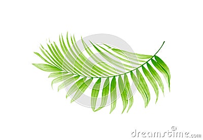 Green leaf of palm tree Stock Photo