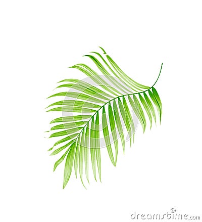 Green leaf of palm tree Stock Photo