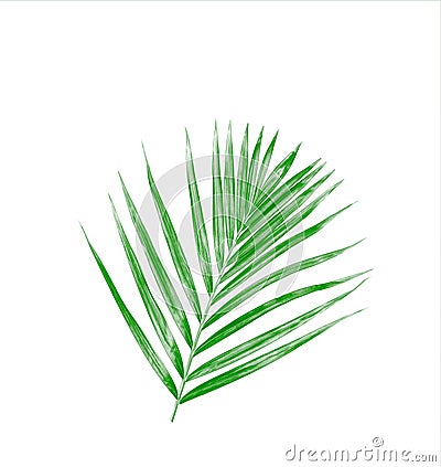 Green leaf of palm tree Stock Photo