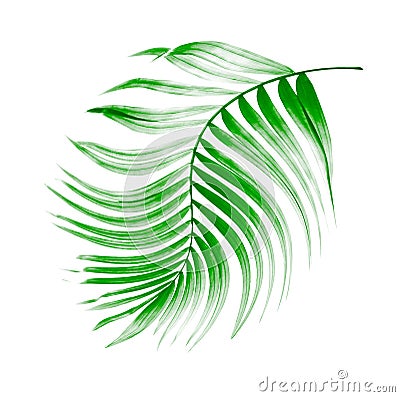 Green leaf of palm tree Stock Photo