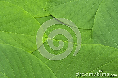 Green leaf pattern background Stock Photo