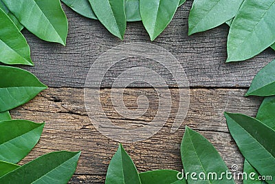 Green leaf pattern texture arranged into picture frame background, tropical nature wallpaper concept Stock Photo