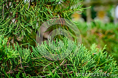 green leaf pattern texture and nature Stock Photo