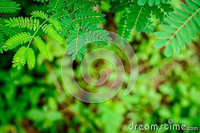 green leaf pattern texture and nature Stock Photo