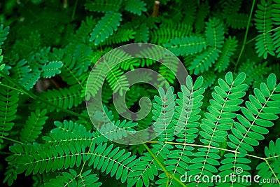 green leaf pattern texture and nature Stock Photo