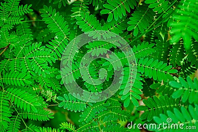 green leaf pattern texture and nature Stock Photo