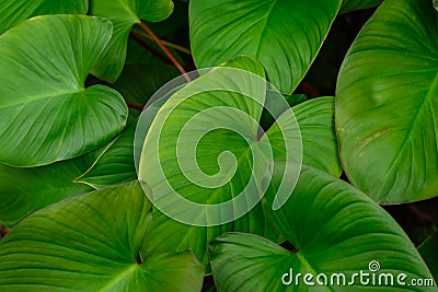 green leaf pattern texture and nature Stock Photo