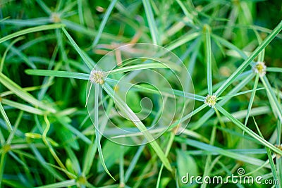 green leaf pattern texture and nature Stock Photo