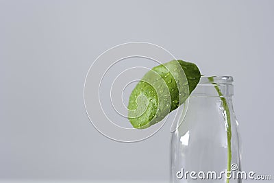 Green leaf from a Pilea peperomioides with water drops in a small bottle Stock Photo