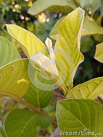 green leaf pinkie tree image Stock Photo