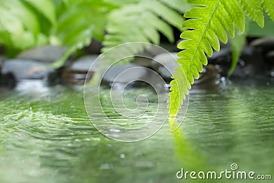 Green leaf of plant with fern and pebble on water Stock Photo