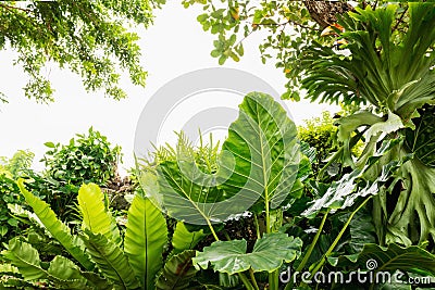green leaf plant in garden Stock Photo