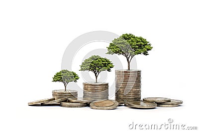 Green leaf plant growth on coin on white background business start idea. Stock Photo