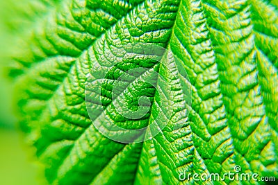 Green leaf plants close up. Macro. Textured background Stock Photo