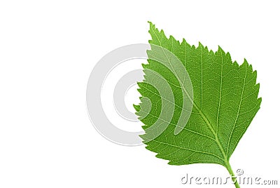 Green leaf on pure white background Stock Photo