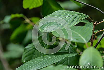 Green leaf with rain drop in jungle Stock Photo