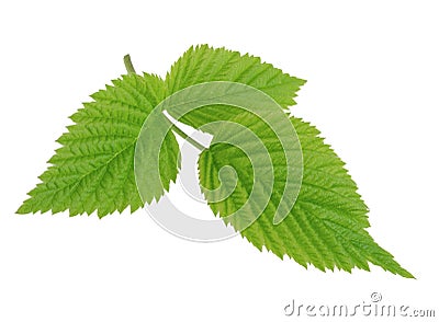 Green leaf of raspberry isolated on white Stock Photo