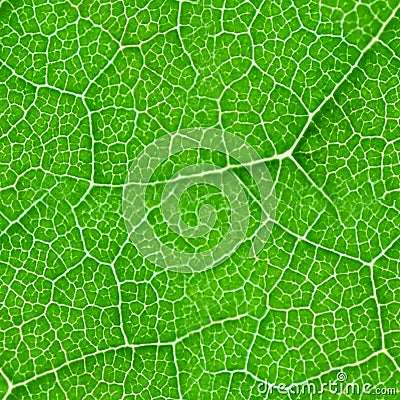 Green leaf seamless texture Stock Photo