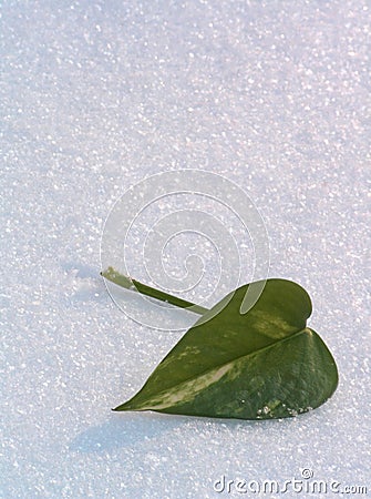 Green leaf on a snow. Stock Photo