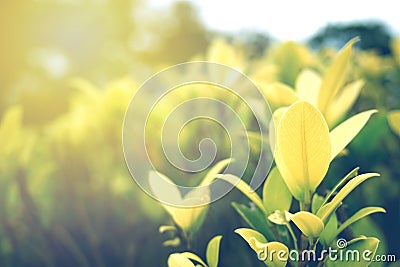 Green leaf soft focus with closeup in nature view on blurred greenery background in the garden with copy space Stock Photo