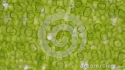 Green leaf stoma cells science background Stock Photo