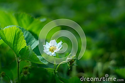 green leaf of strawberry Stock Photo