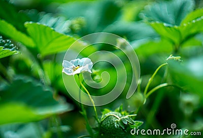 Green leaf of strawberry Stock Photo