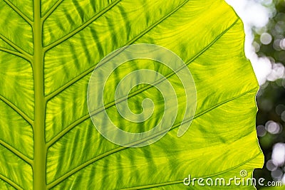 Green leaf in summer Stock Photo