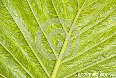 Green leaf texture Stock Photo