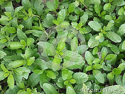 green leaf texture Stock Photo