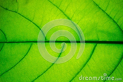 The Green Leaf Texture background with light behind Stock Photo
