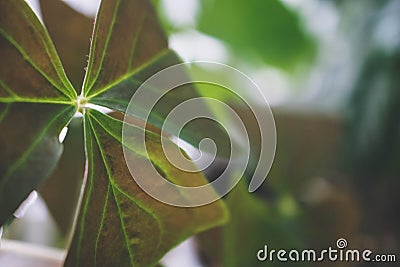 Green leaf texture. Leaf texture background Stock Photo