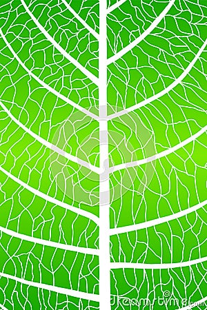 Green leaf texture. Leaf background with veins. Macro leaf pattern. Abstract leaves. Nature vein. Organic skeleton. Natural tree. Vector Illustration