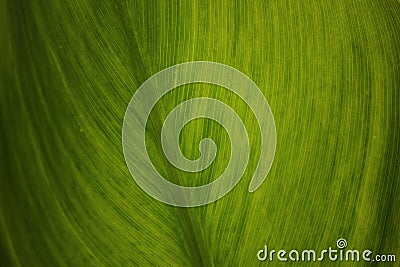 Green leaf texture Stock Photo