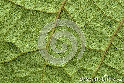 Natural green vein leaf pattern close up Stock Photo