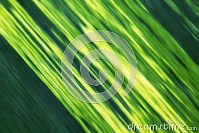 Green Leaf Texture, close up Stock Photo