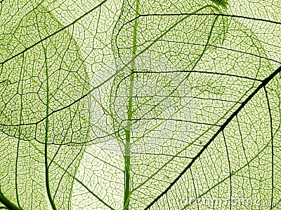 Green leaf texture Stock Photo