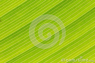 Green leaf texture Stock Photo