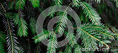Green leaf texture. Leaf texture background. Beautiful pattern for banner with a green plant. Nature concept Stock Photo