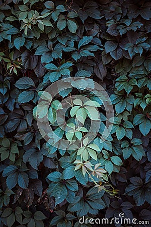 Green leaf texture. Leaf texture background. The natural texture of the Grass. Autumn foliage. Wild grapes. Stock Photo
