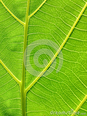 Green leaf texture with sunlight background Stock Photo