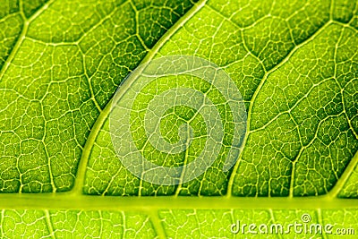 Green Leaf Texture With Visible Stomata Covering The Epidermis Layer Stock Photo