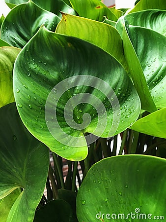 Green leaf texture with water drop on Natural Background. Stock Photo