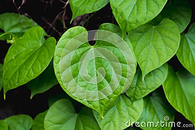 Green leaf tinospora cordifolia bora phet on medical herb tree planting nature background Stock Photo