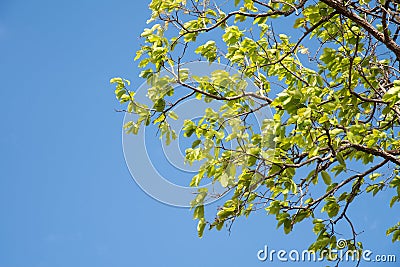 Green leaf of tree on blue background Stock Photo