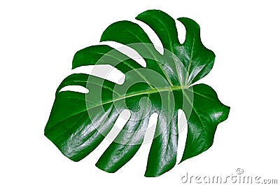 Green leaf of a tropical flower monstera Stock Photo
