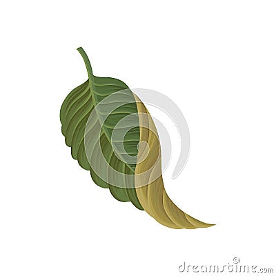 Green leaf of tropical plant, tropic botany element vector Illustration Vector Illustration
