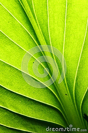 Green leaf vein Stock Photo