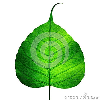 Green leaf vein ( bodhi leaf ) Stock Photo